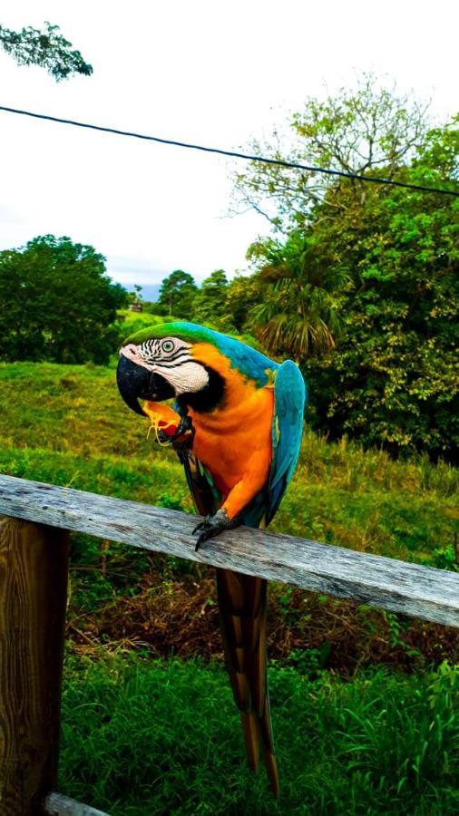 Hostal Mama Tayrona サンタ・マルタ エクステリア 写真